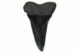 Fossil Broad-Toothed Mako Tooth - South Carolina #374766-1